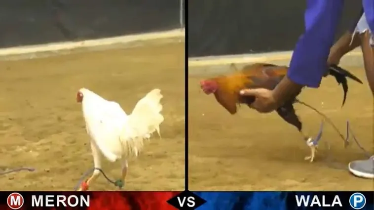 Đá Gà HappyLuke: Trải Nghiệm Cá Cược Đỉnh Cao Hấp Dẫn Nhất